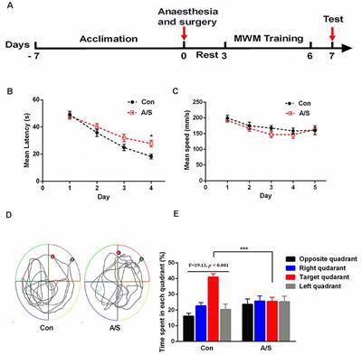 Role of mTOR-Regulated Autophagy in Synaptic Plasticity Related Proteins Downregulation and the Reference Memory Deficits Induced by Anesthesia/Surgery in Aged Mice